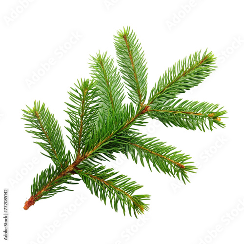 Spruce branch green fir isolated on transparent background.