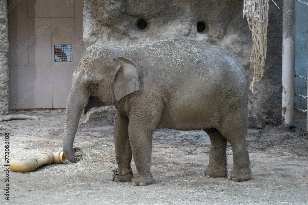 Fototapeta premium 小象