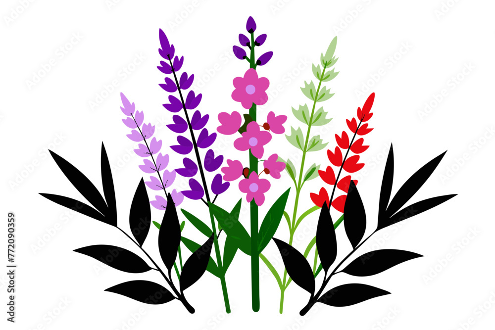 Fireweed wild multicolored flower white background