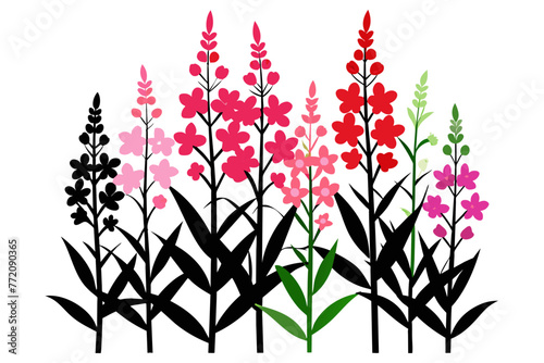 Fireweed wild multicolored flower white background
