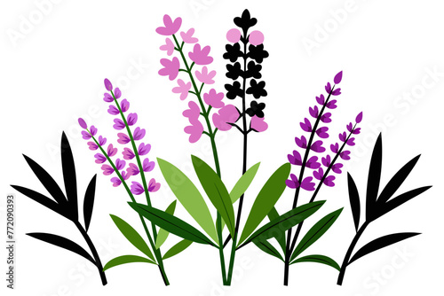 Fireweed wild multicolored flower white background