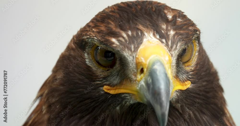 Harris's hawk (Parabuteo unicinctus) is one of the most famous birds of prey of the hawk family. High definition shot at 4K, 60 fps video footage. Harris's hawk (Parabuteo unicinctus) is one of the most famous birds of prey of the hawk family. High definition shot at 4K, 60 fps video footage.