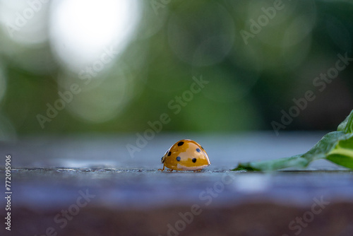 Ladybug crawling on leaves photo