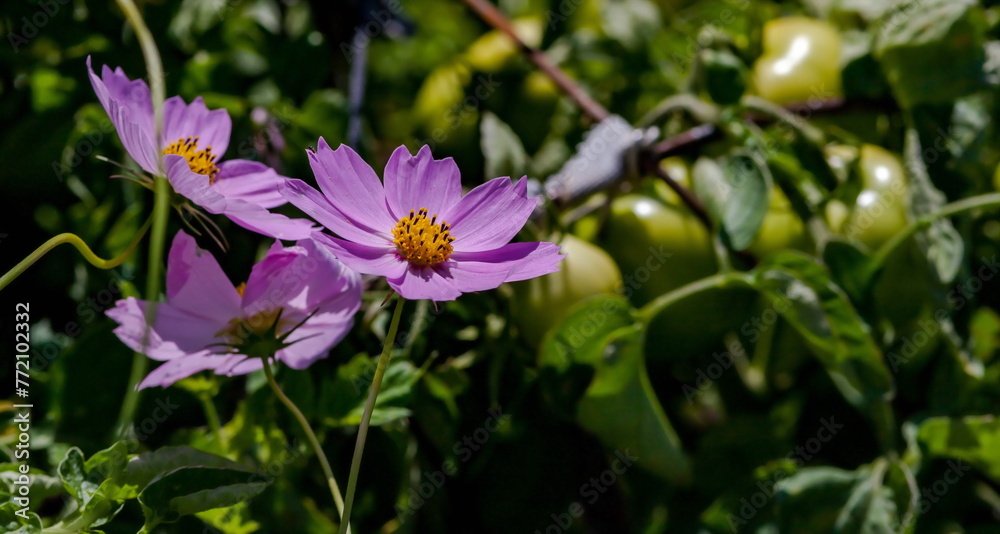 Fototapeta premium Cosmea flower close-up on a green background in summer