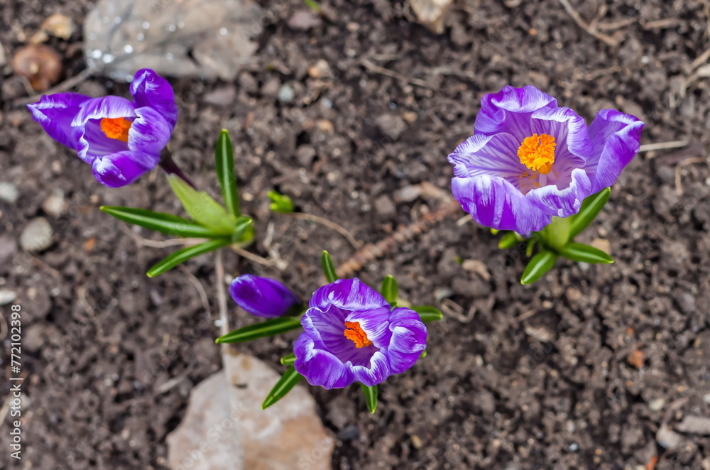 Flowers Flowers