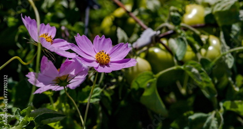 Cosmea flower close-up on a green background in summer