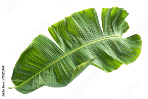 Green banana leaves isolated on white background 