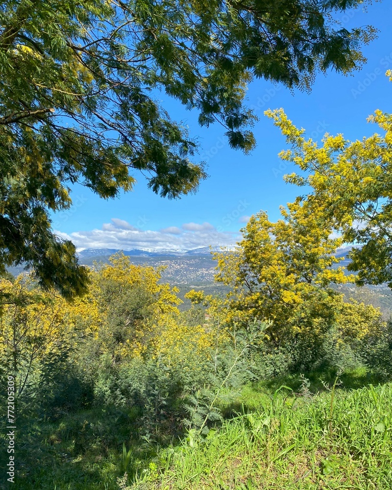 Landscape view wirh mimosa trees in bloom near the small town Tanneron, Alpes-Maritimes Var, Provence, France Landscape view wirh mimosa trees in bloom near the small town Tanneron, Alpes-Maritimes Var, Provence, France