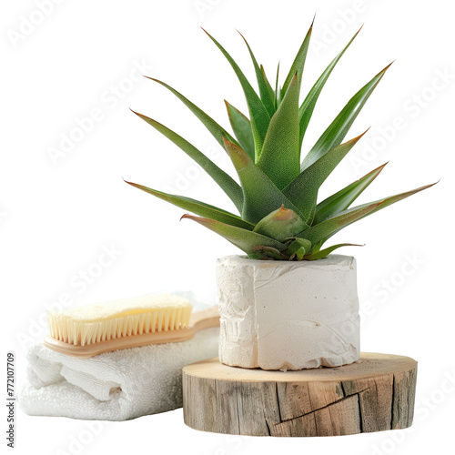 Terrestrial plant in flowerpot near towel and brush in still life photography on a transparent background