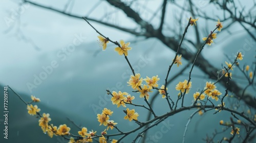 Winter, yellow flowers in full bloom