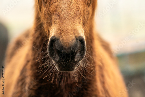 Foto horse nose with beautiful hair brown