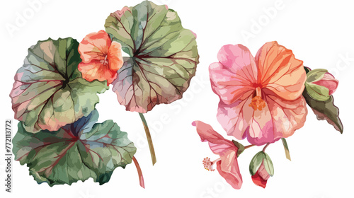 Begonia leaf floral botanical flower 