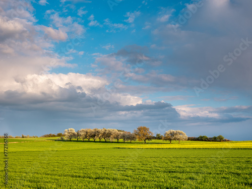 Spring landscape of fields and cherry trees under dramatic stormy sky © AVTG