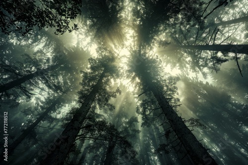 Sunlight filters through mist-covered tall trees in a dense forest, creating a surreal and ethereal atmosphere photo