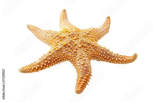 Star fish isolated on transparent background