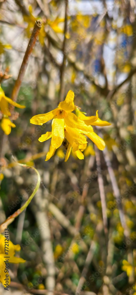 Forsythia in spring, Easter, Easter flower Forsythia in spring, Easter, Easter flower