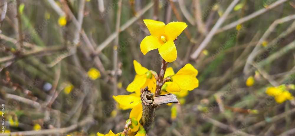 Forsythia in spring, Easter, Easter flower Forsythia in spring, Easter, Easter flower