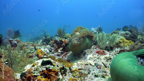Coral reef and tropical fish.Philippines photo