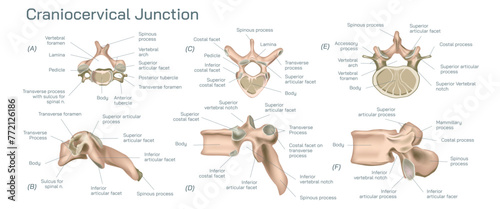 Craniocervical or craniovertebral Vector illustration, junction transitional zone between the cranium and the spine and comprises a complex balance of different elements.  photo