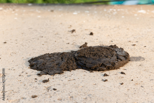 biological fertilizer.Close up cow dung on the floor.