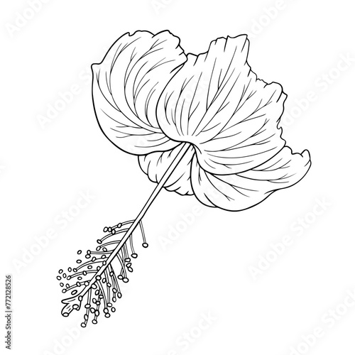 Hibiscus hand drawn sketch. Tropical flower contour for coloring. Charming hibiscus bloom isolated line art vector illustration. Aloha floral symbol hawaiian icon for logo, decoration, coloring page. © Cute Design
