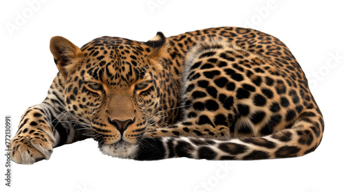 leopard isolated on transparent background