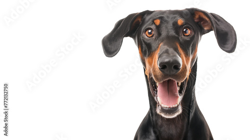 dog portrait isolated on transparent background © PNG Lover