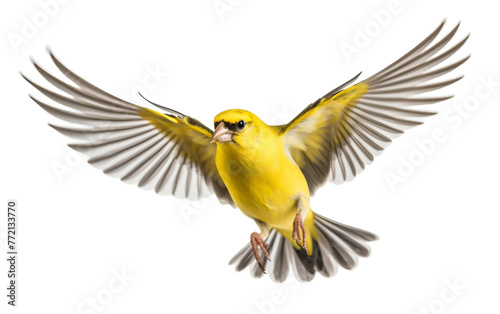 A vibrant yellow bird soars gracefully through the sky