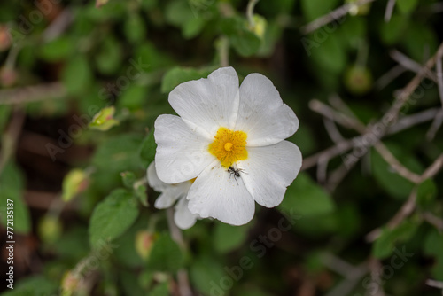 Cistus creticus- Laden; It is a plant species with white or pink flowers that make up the Cistus genus of the Cistaceae family. photo