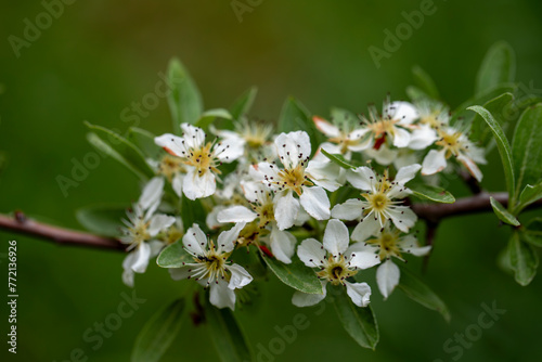 Common pear  Wild pear  Pyrus Domestica   spring flowers