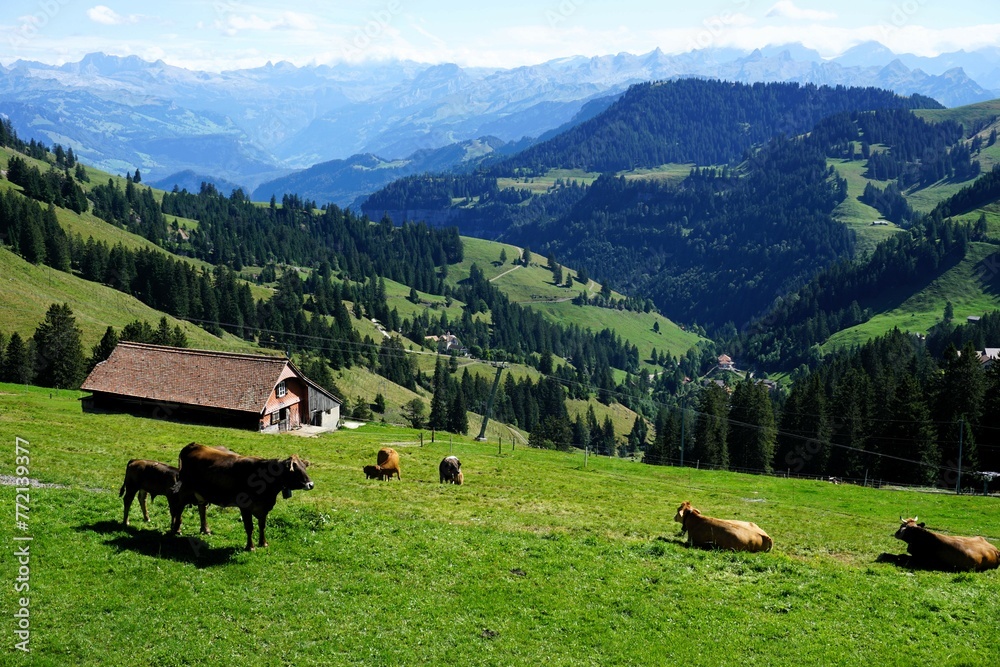 Alpine meadow with grazing cows and forested mountains in the background