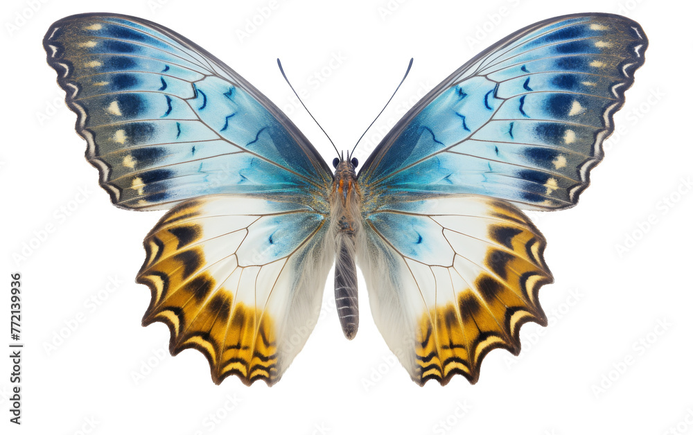 Blue and yellow butterfly gracefully rests on a pure white canvas Blue and yellow butterfly gracefully rests on a pure white canvas