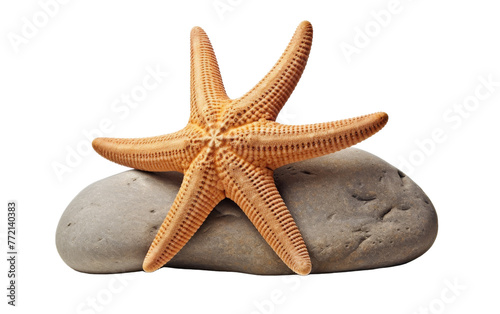 A starfish peacefully perched atop a rugged  weathered rock