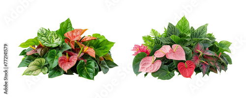 Lush Anthurium with Vibrant Flowers and Green Leaves on Transparent Background
