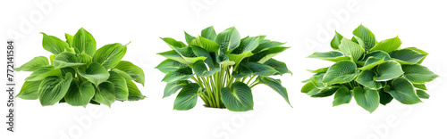 Clustered Lush Hosta Plants with Vibrant Green Leaves on Transparent Background.