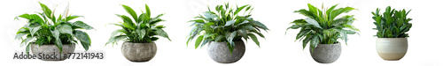 Green dieffenbachia plants in round concrete pots displaying a variety of leaf patterns and sizes