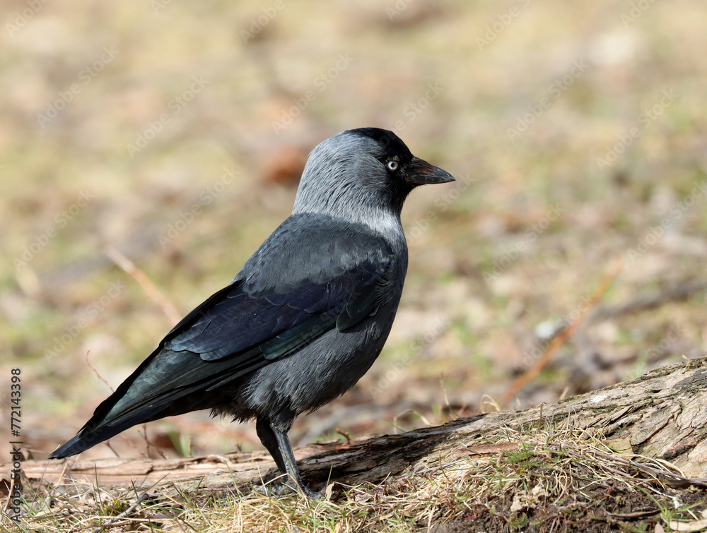 Fototapeta premium Jackdaw