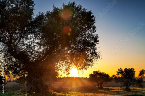 Amanece en el olivar photo