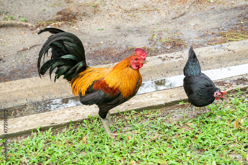 Two bantam chickens are feeding on the grass. 