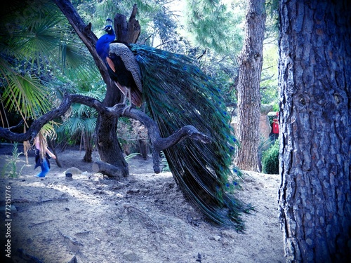 pavo real 