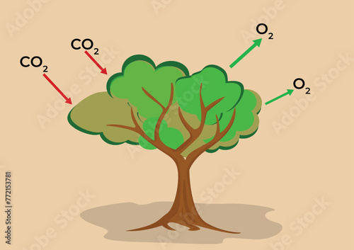 poster education on the photosynthesis process of trees which can absorb carbon dioxide (CO2) and produce oxygen (O2). Environmentally Friendly poster. Flat style vector illustration.