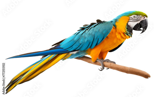 Majestic blue and yellow parrot perched on a branch in nature