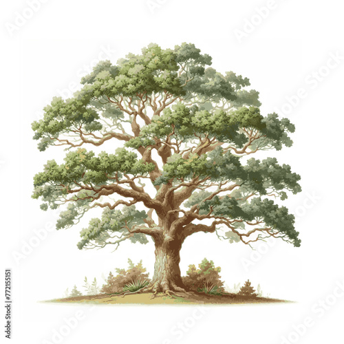 oak tree watercolor isolated on white background 