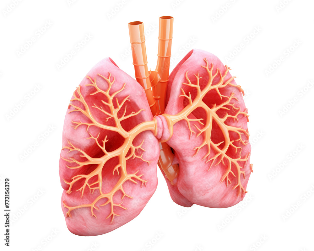 Lungs, single object ,3D  illustration isolated on white background , 3D, single object,isolated, white background