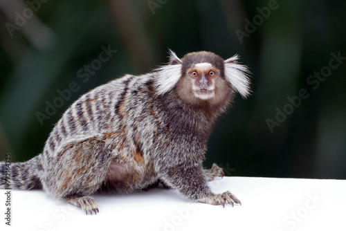 common marmoset (Callithrix jacchus), isolated, standing on a white wall photo
