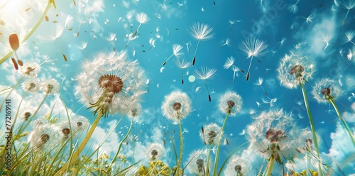 Graceful Dandelion Seeds Dancing in the Wind