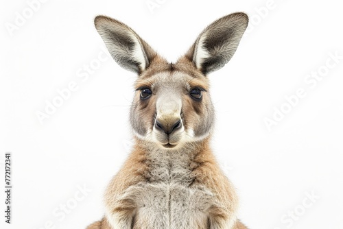 Majestic kangaroo standing confidently in front of a white background, gazing directly at the camera