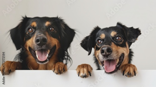 two adorable happy dogs peeking over a pure white fence