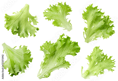 six leaves of endive lettuce (Frills) on isolated white background