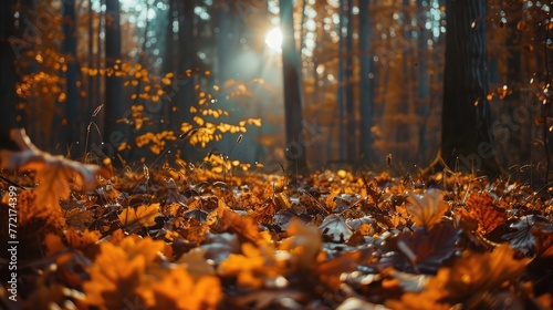 autumn in the forest © Khalif
